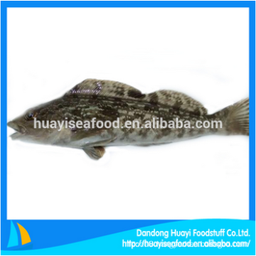 fresh frozen whole round fat greenling fish with favourable price